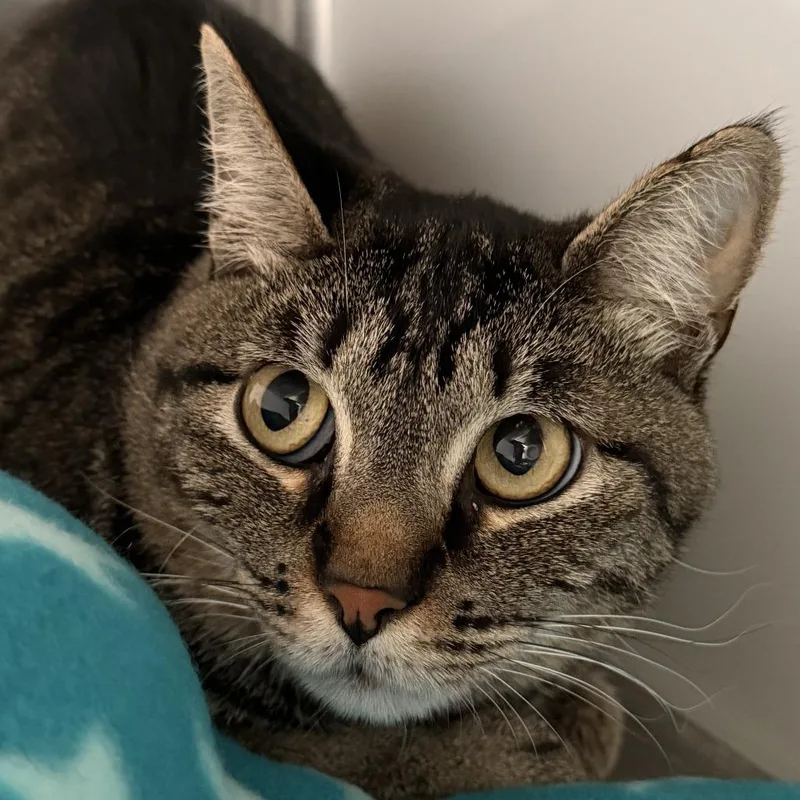 An adult medium-sized male Domestic Short Hair cat named Humerus for adoption in Los Angeles, CA