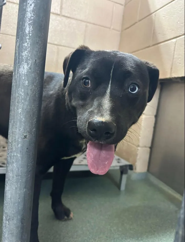 An adult medium-sized male Black Pit Bull Terrier dog named Ravioli for adoption in Martinsville, VA