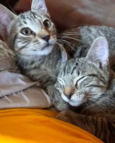 A young medium-sized male Tabby (Gray / Blue / Silver) Domestic Short Hair cat named Tuck for adoption in Frisco, TX