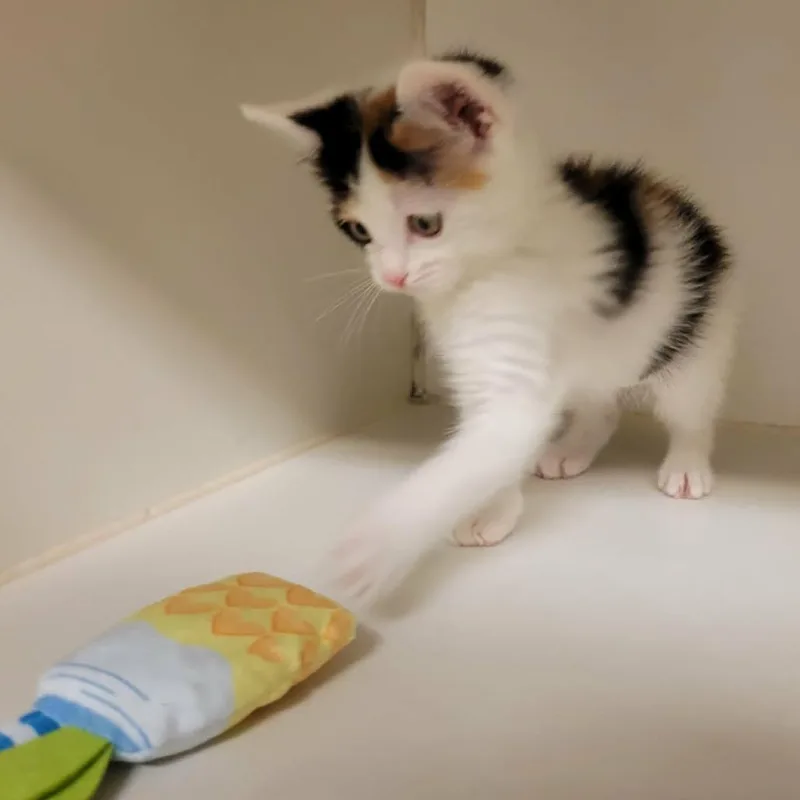 A baby small-sized female Calico Domestic Short Hair cat named Funfetti for adoption in Columbia, MO