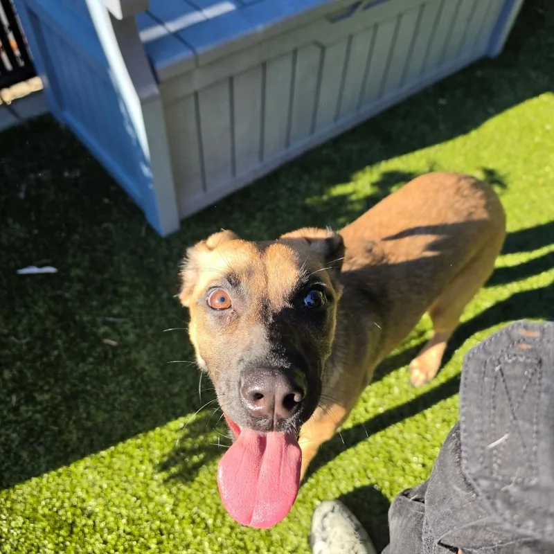 A young medium-sized female Shepherd dog named Coconut Milk for adoption in Greensboro, NC