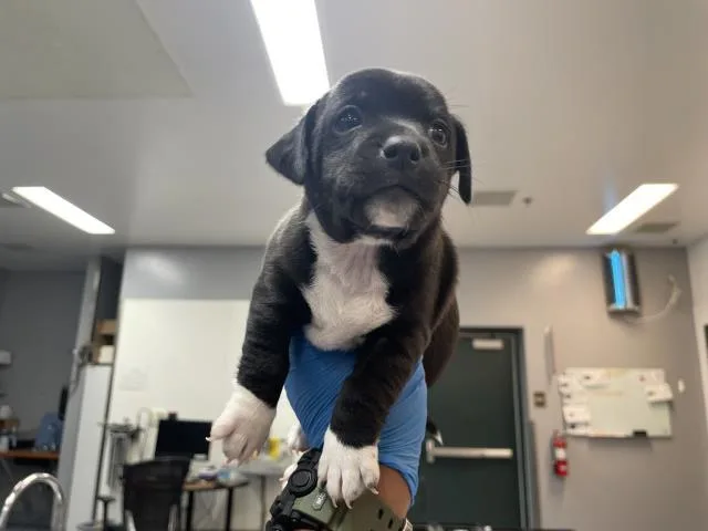 Dexter