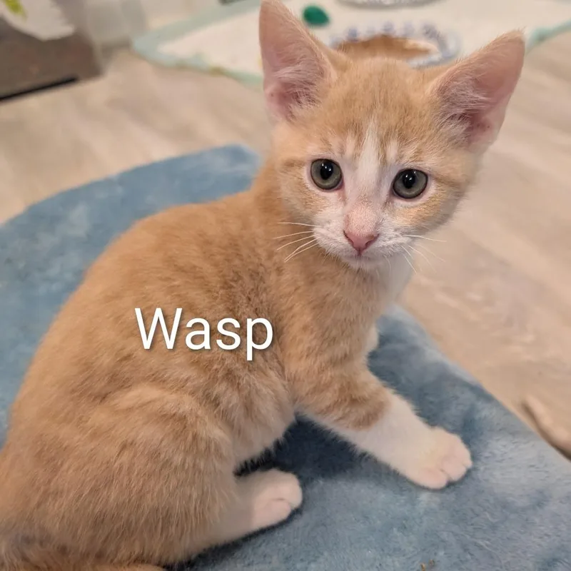A baby small-sized male White Domestic Short Hair cat named Wasp for adoption in Roselle, IL