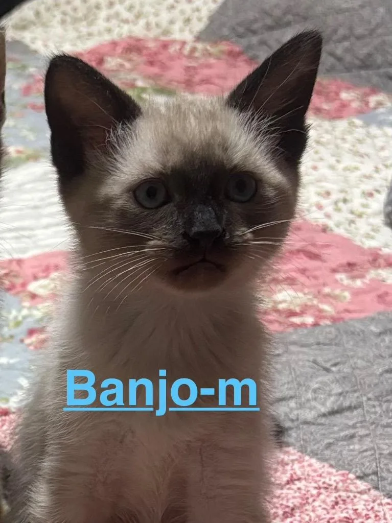 A baby small-sized male Siamese cat named Banjo for adoption in Brookhaven, MS