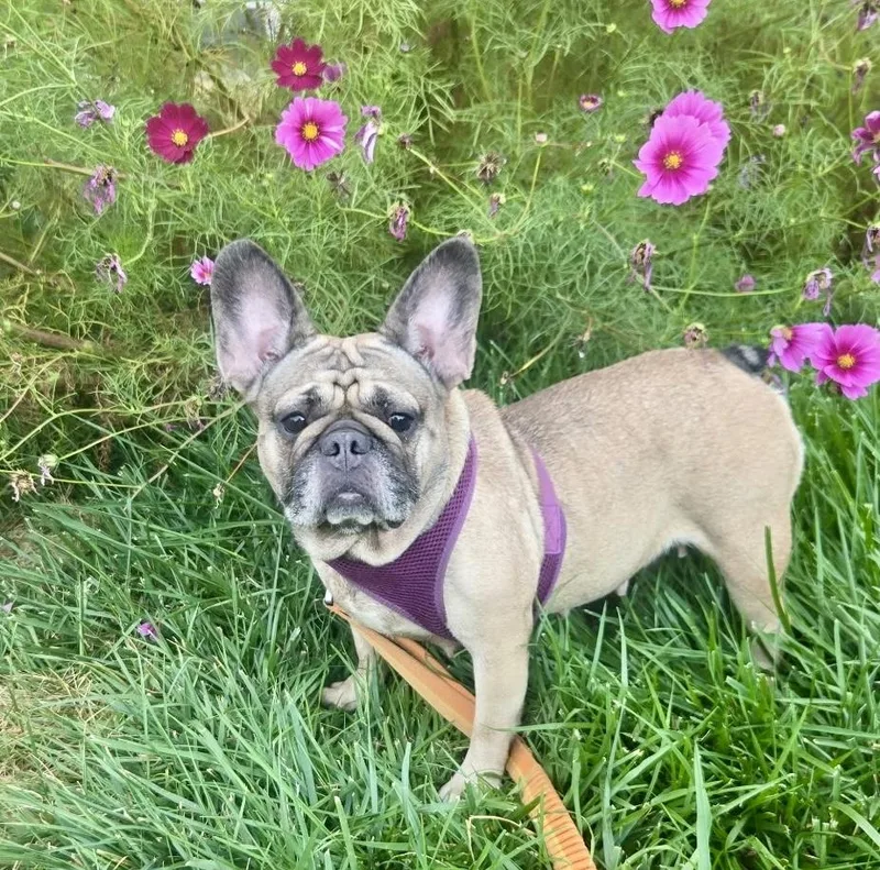 An adult small-sized female French Bulldog dog named Gilda for adoption in Windsor, CO
