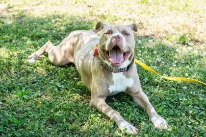 An adult large-sized female Mixed Breed dog named Aphrodite for adoption in Chamblee, GA