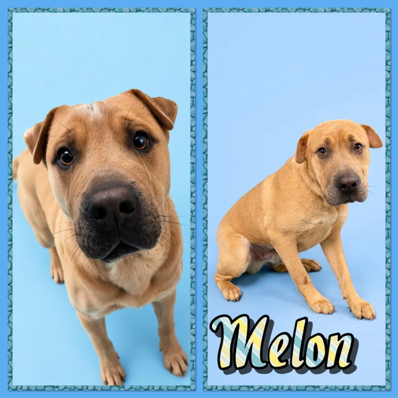 An adult medium-sized male Apricot / Beige Shar-Pei dog named Melon for adoption in Seagoville, TX