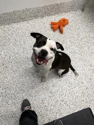 An adult medium-sized male Pit Bull Terrier dog named Prince for adoption in Atlanta, GA