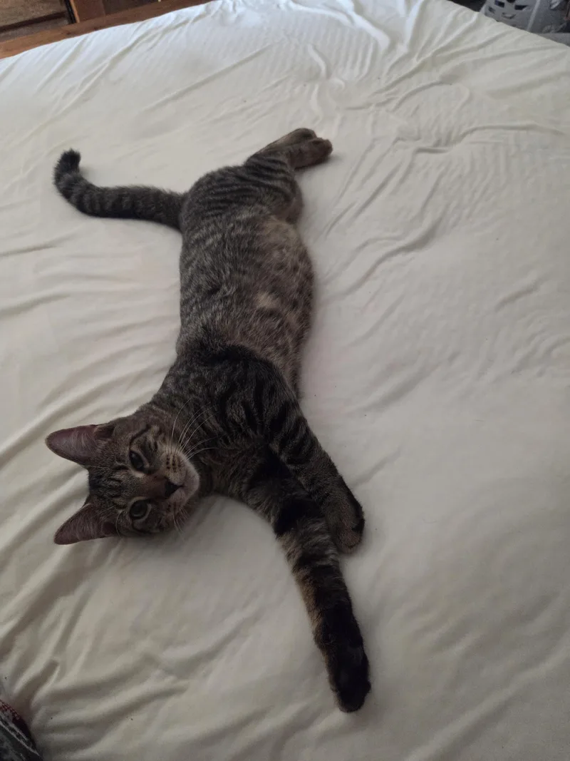 A baby medium-sized male Tabby (Brown / Chocolate) Domestic Short Hair cat named Rodney for adoption in Fairfax, VA