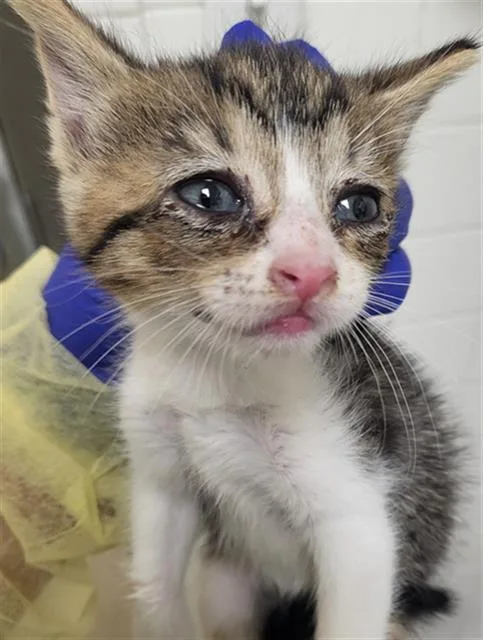 A baby medium-sized female Domestic Medium Hair cat named Harmony for adoption in Dallas, TX