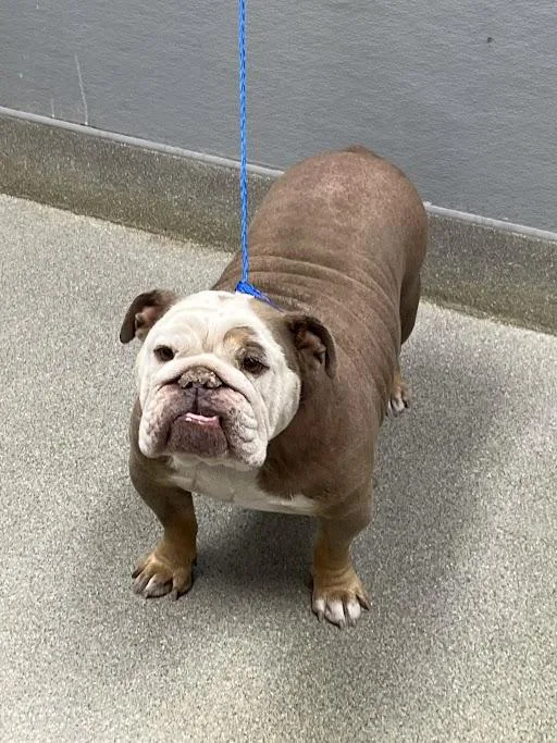 An adult large-sized female American Bulldog dog named Mary Belle for adoption in Las Vegas, NV