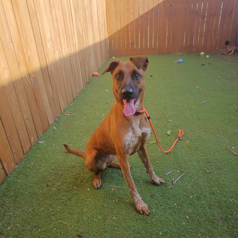 A young medium-sized female Yellow / Tan / Blond / Fawn Shepherd dog named Janice aka Twister FJ for adoption in Austin, TX