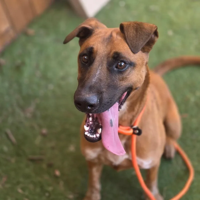 Janice aka Twister FJ thumbnail 2