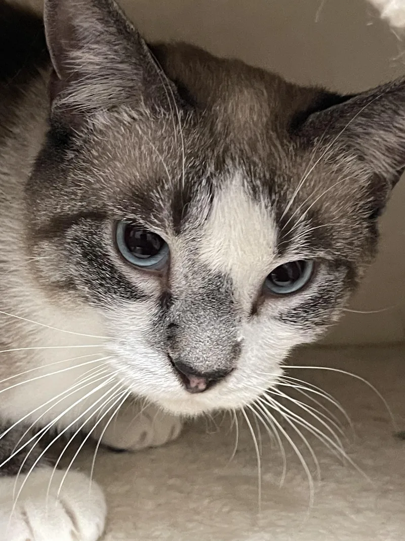 Frank Sinatra thumbnail 2