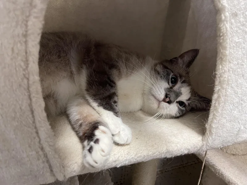 Frank Sinatra thumbnail 4