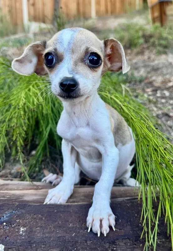 A young small-sized female White / Cream Mixed Breed dog named Jellybean for adoption in Valley Village, CA