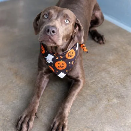 An adult medium-sized female Gray / Blue / Silver Mixed Breed dog named Mudpie for adoption in Buffalo, MN