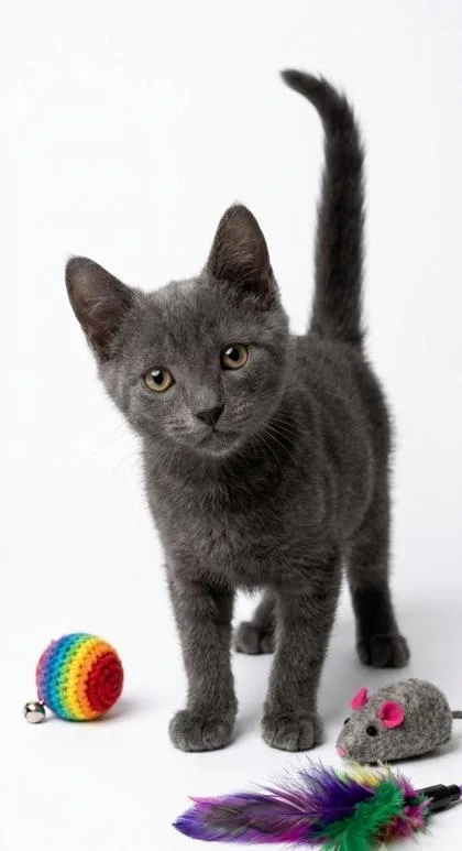 A baby small-sized female Domestic Short Hair cat named Sylvie for adoption in Cumming, GA