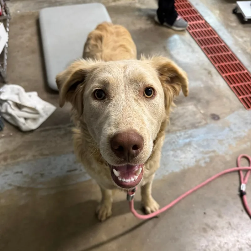 A young medium-sized female Golden Retriever dog named Goldie for adoption in Eureka Springs, AR