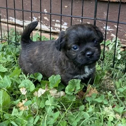 A baby small-sized female Pekingese dog named Magnolia for adoption in Wilkesboro, NC