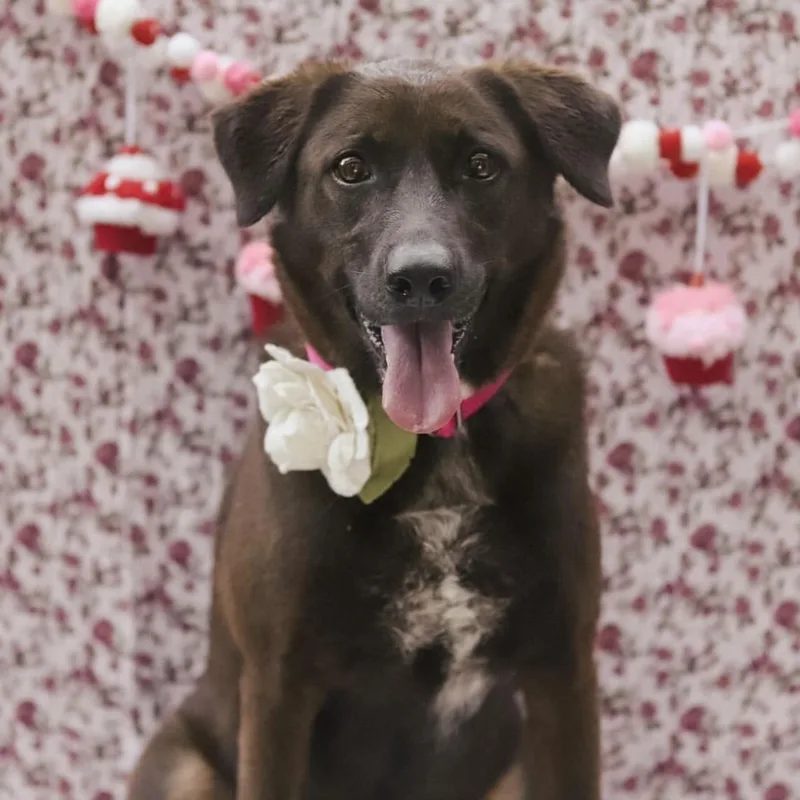 An adult medium-sized female White / Cream Labrador Retriever dog named Kanela for adoption in Columbia, SC