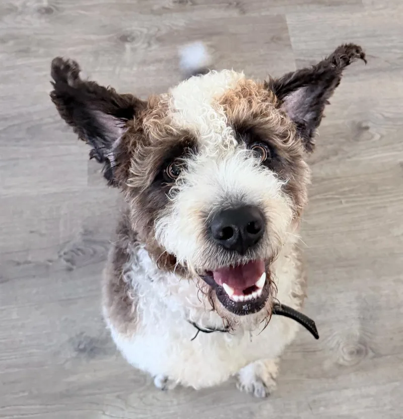 Little Bear thumbnail 2