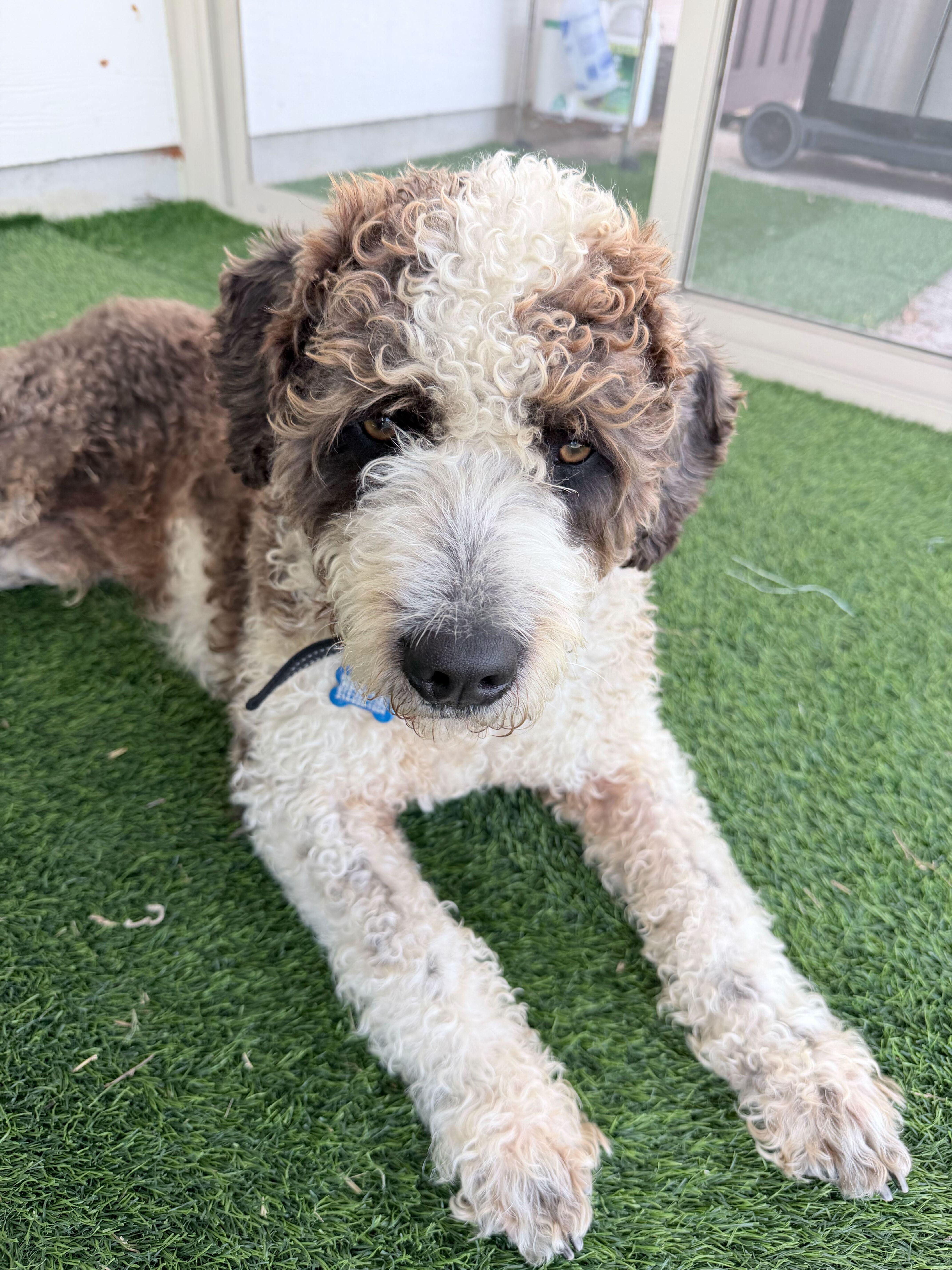 Little Bear thumbnail 3