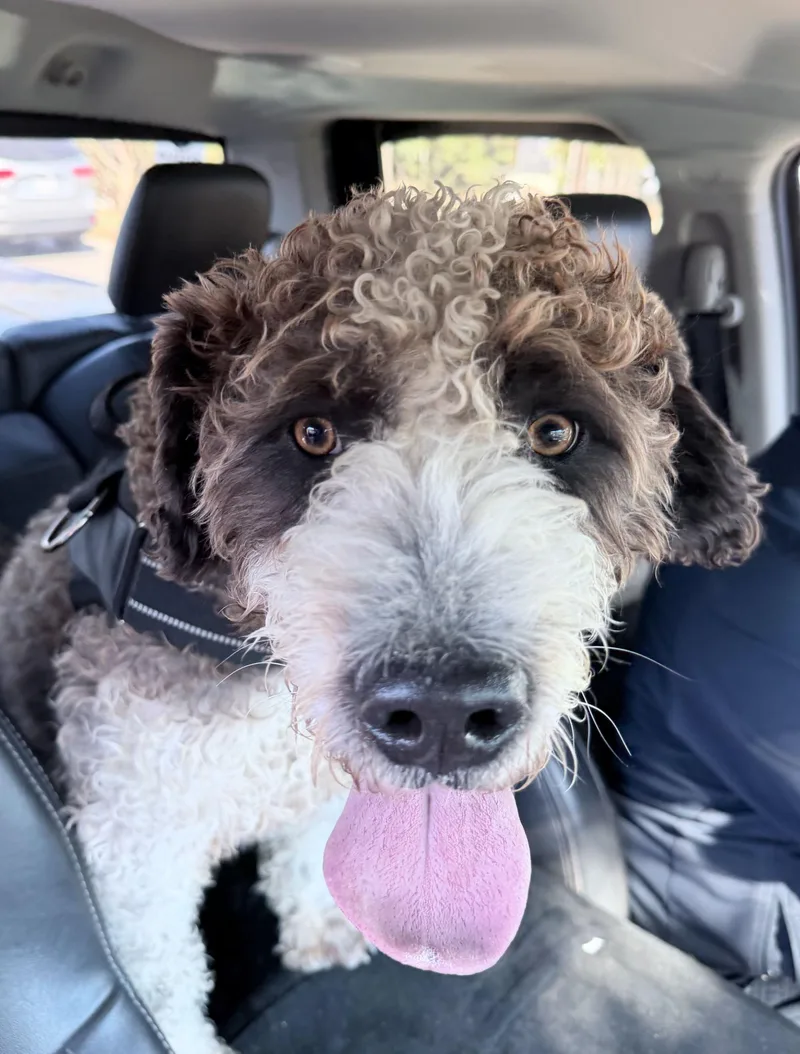 Little Bear thumbnail 4