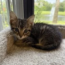A baby small-sized male Brown / Chocolate Domestic Short Hair cat named Twig for adoption in West Palm Beach, FL