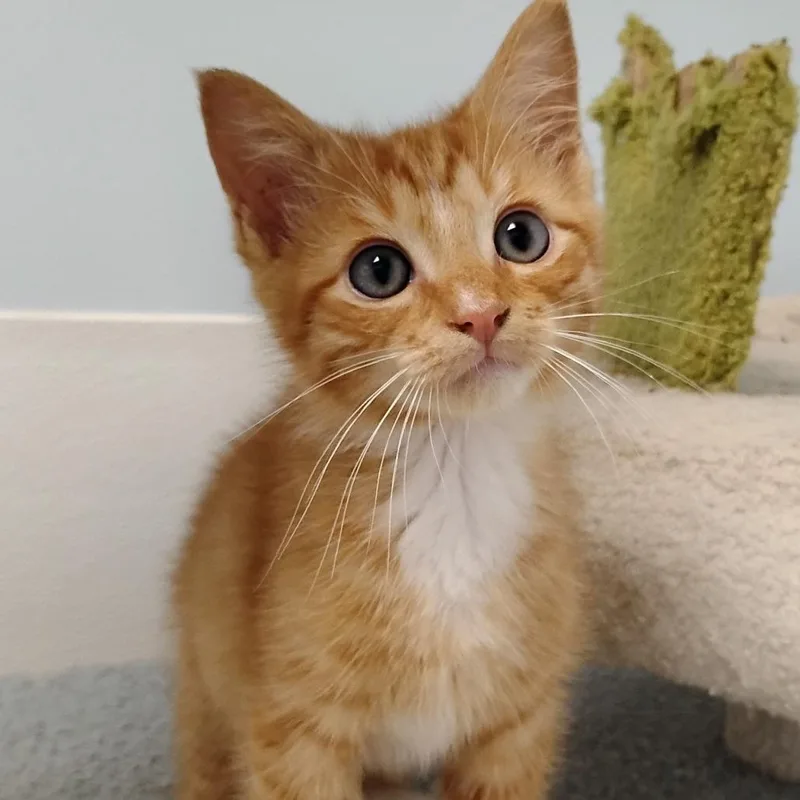 A baby small-sized male Orange / Red Domestic Short Hair cat named Kelly Severide for adoption in Winchester, TN