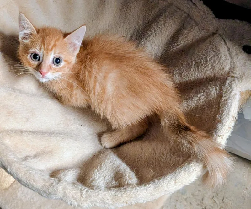 A baby small-sized male American Shorthair cat named Caldwell for adoption in Hagaman, NY