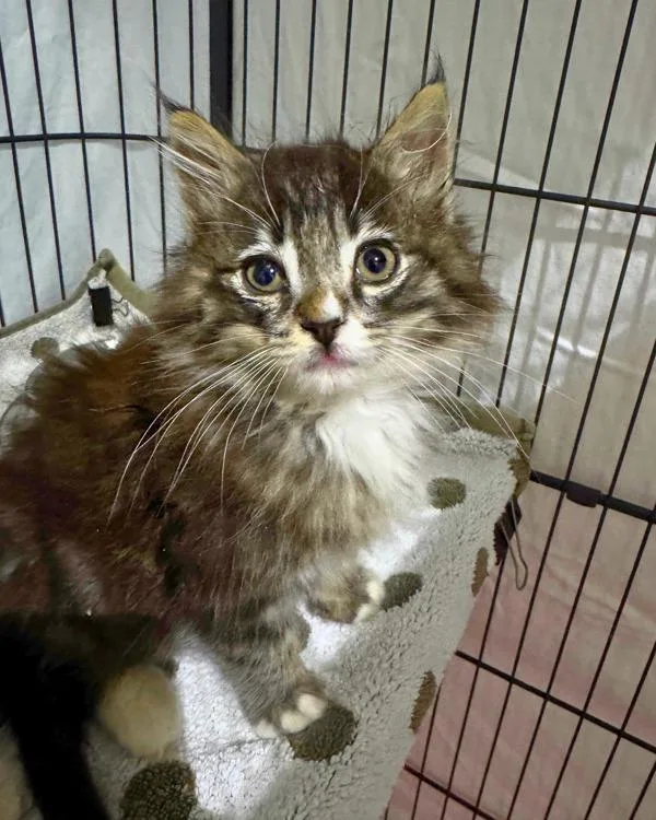 A baby small-sized male Domestic Medium Hair cat named Vernal for adoption in Novato, CA