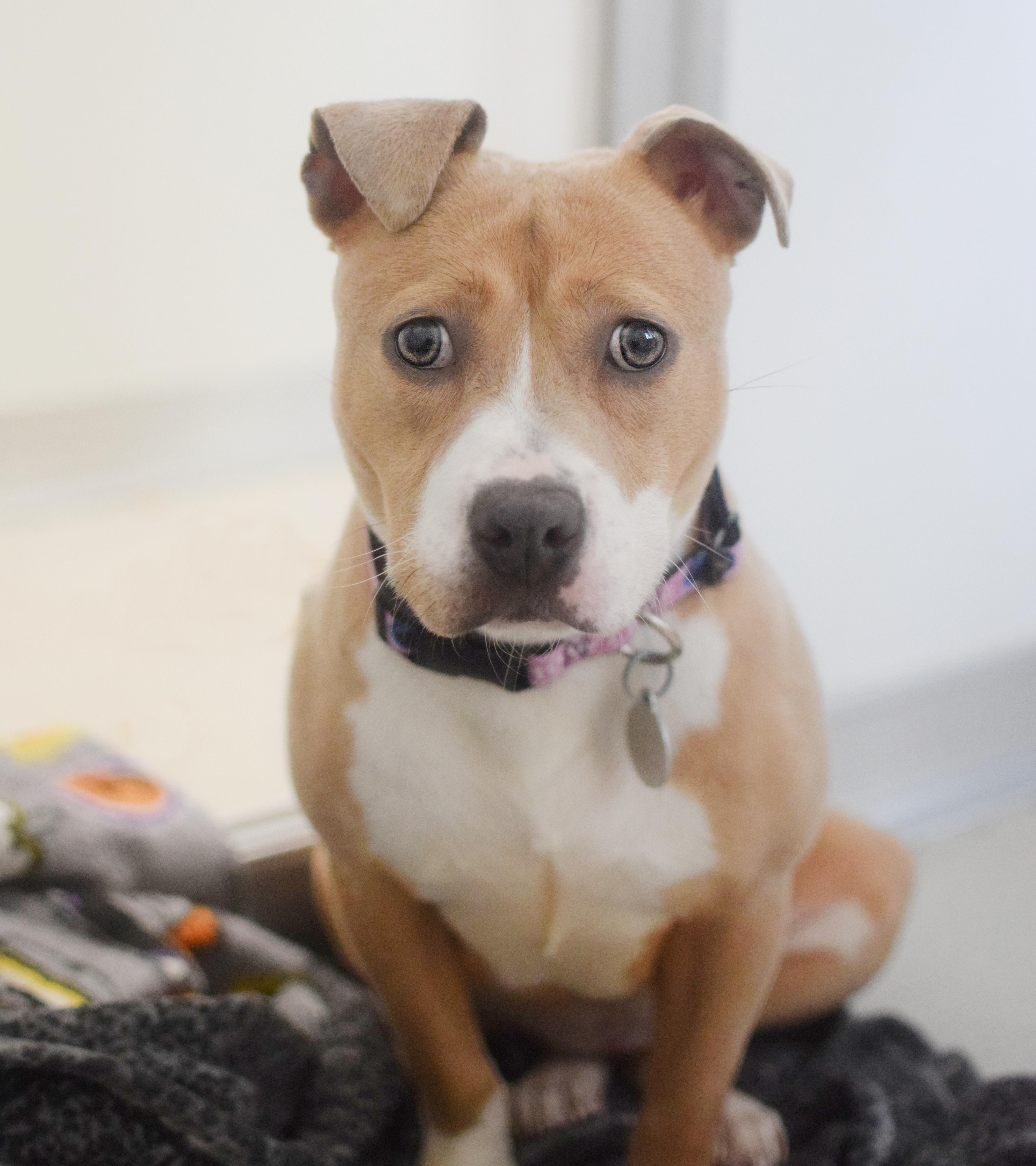 A young medium-sized female Golden English Bulldog dog named Poptart for adoption in Pontiac, MI