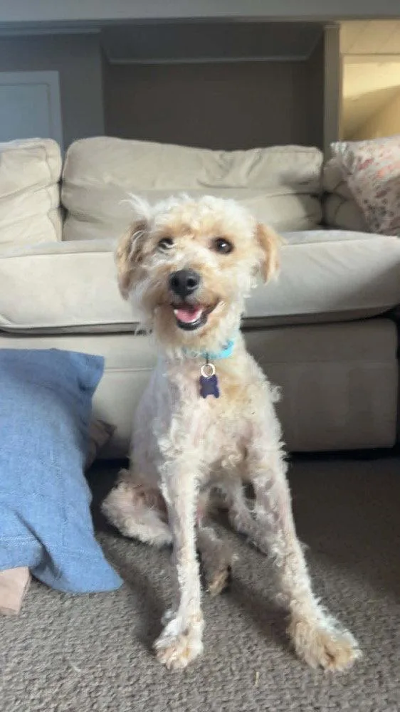 An adult medium-sized male Poodle dog named Bruce for adoption in Sunnyvale, CA
