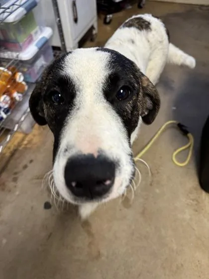 A young large-sized male Maremma Sheepdog dog named Jethro for adoption in Marshall, NC