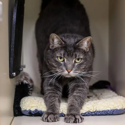 An adult small-sized female Gray / Blue / Silver Domestic Short Hair cat named Queen Latifah for adoption in Los Angeles, CA
