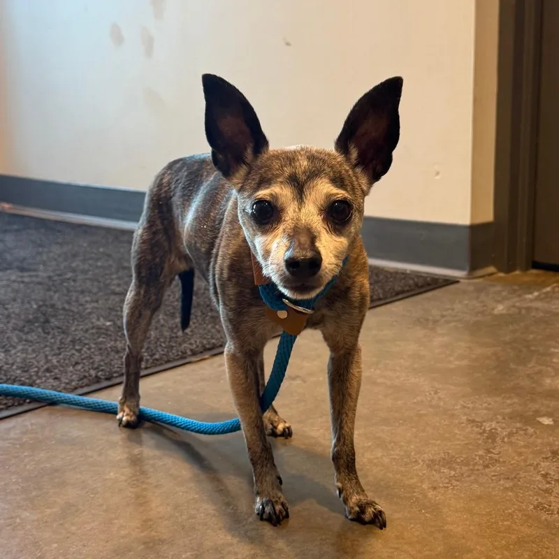 A senior small-sized female Gray / Blue / Silver Chihuahua dog named Sassy for adoption in Matteson, IL