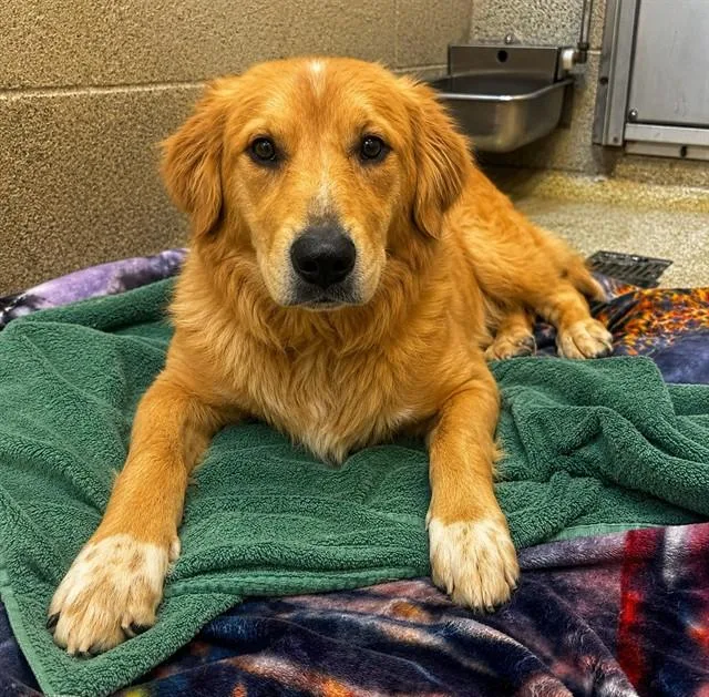 A young medium-sized male Golden Retriever dog named Jordan for adoption in Statesville, NC