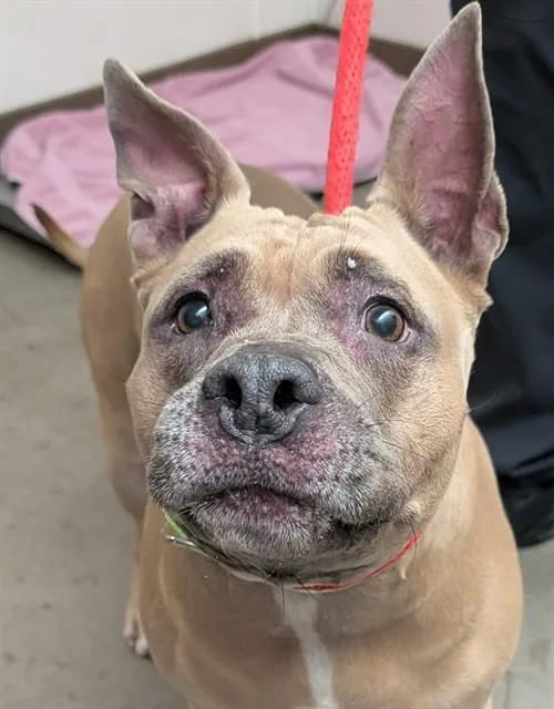 An adult medium-sized female Pit Bull Terrier dog named Stormy for adoption in Tucson, AZ