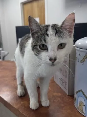 A young small-sized female White American Bobtail cat named Hartlee for adoption in North Myrtle Beach, SC