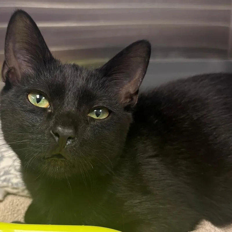 A baby medium-sized male Domestic Short Hair cat named Newman for adoption in East Hanover, NJ