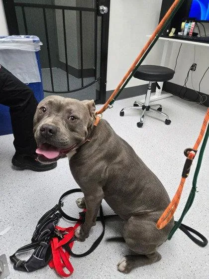 A young large-sized male Pit Bull Terrier dog named Monterey for adoption in Oakland, CA