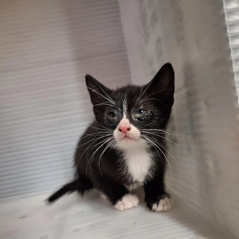 A baby small-sized male Black Domestic Short Hair cat named Small Ham for adoption in Pauls Valley, OK