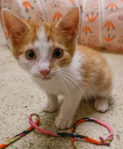 A baby small-sized female Domestic Long Hair cat named Novella for adoption in Baraboo, WI