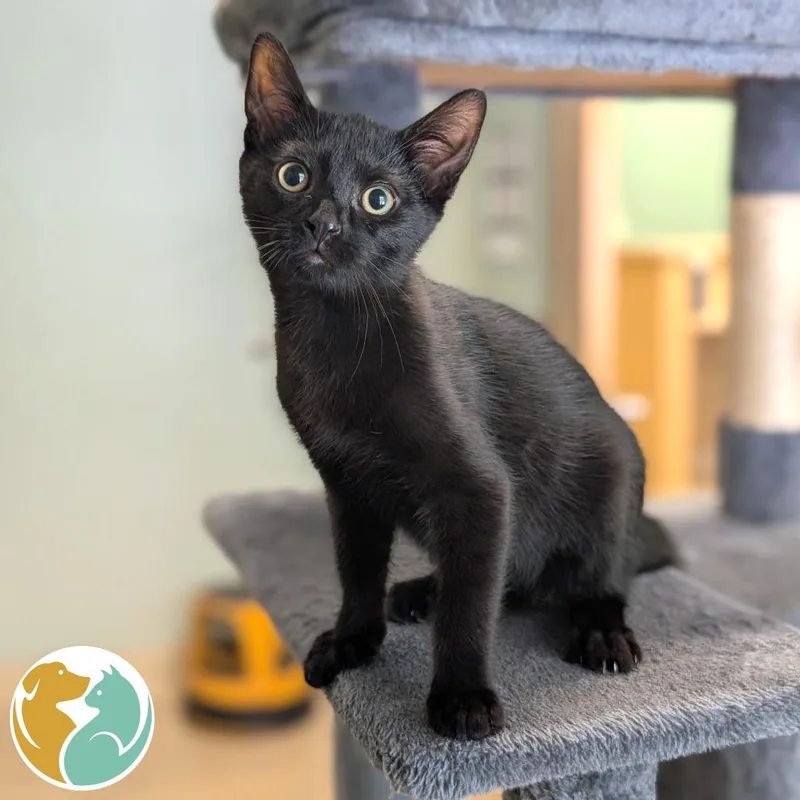 A baby small-sized male Black Domestic Short Hair cat named Chippy Dippy Dopy Dup for adoption in Toledo, OH