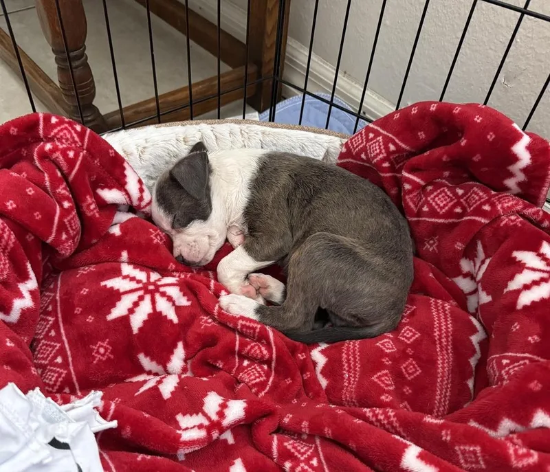 A baby small-sized female American Bulldog dog named Kara for adoption in Lakeland, FL