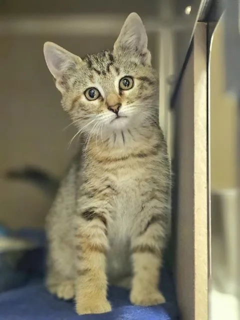 A baby medium-sized female Brown / Chocolate Domestic Short Hair cat named Ethel for adoption in Clyde, NC