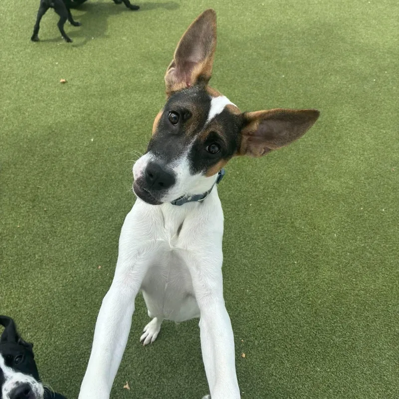 A young medium-sized male Mixed Breed dog named Batman for adoption in Stamford, CT