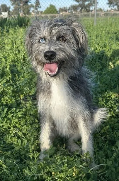 A young small-sized male Terrier dog named Fenton for adoption in Vacaville, CA