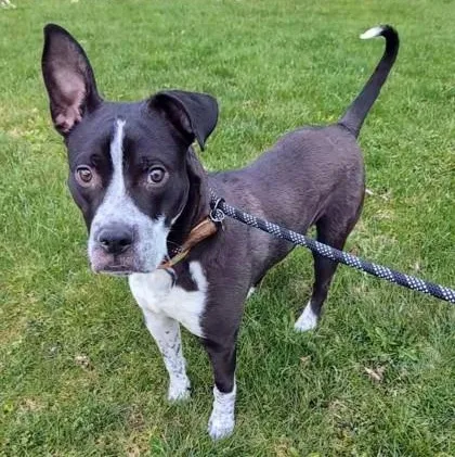 A young large-sized male Black Mixed Breed dog named Scotch for adoption in Ithaca, NY